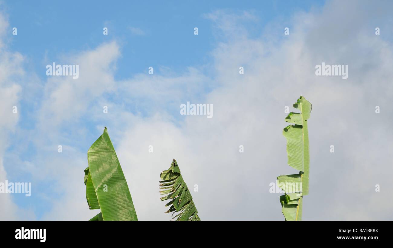 Fauna y flora hi-res stock photography and images - Alamy