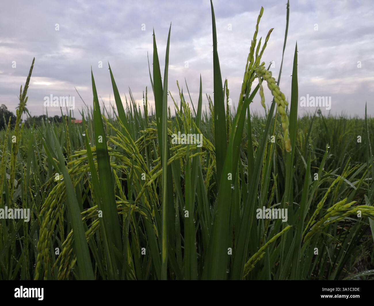 Nature of rice field on rice paddy green color lush growing is a ...