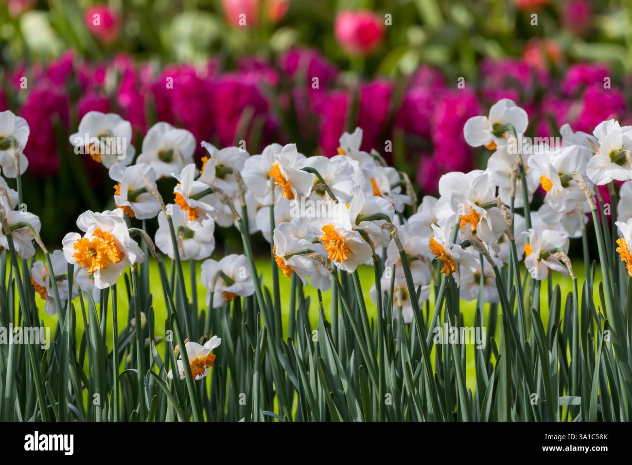 Colorful Tulips and Daffodil flowers in the flower field in the spring ...