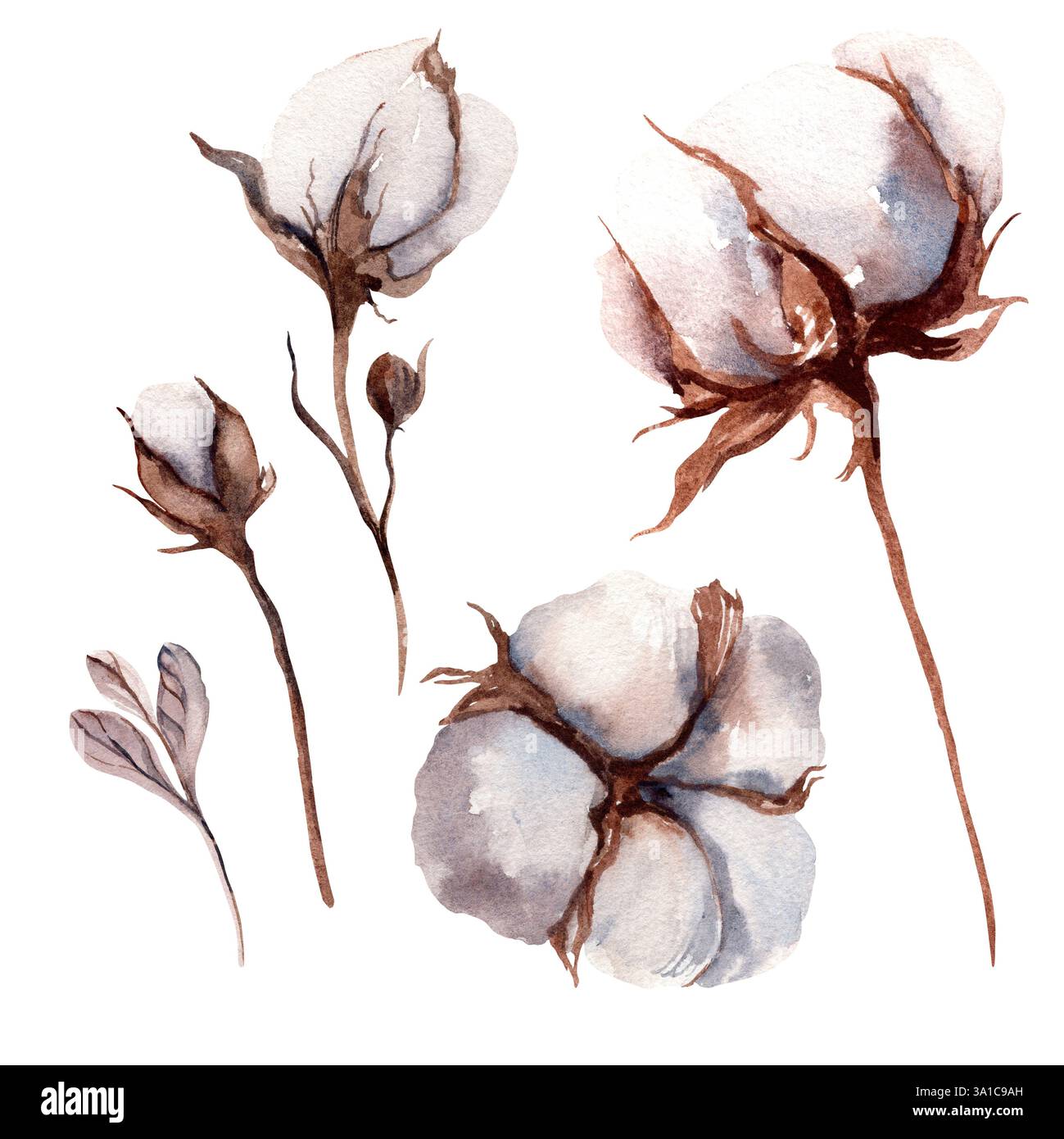 Cotton plant drawing hi-res stock photography and images - Alamy