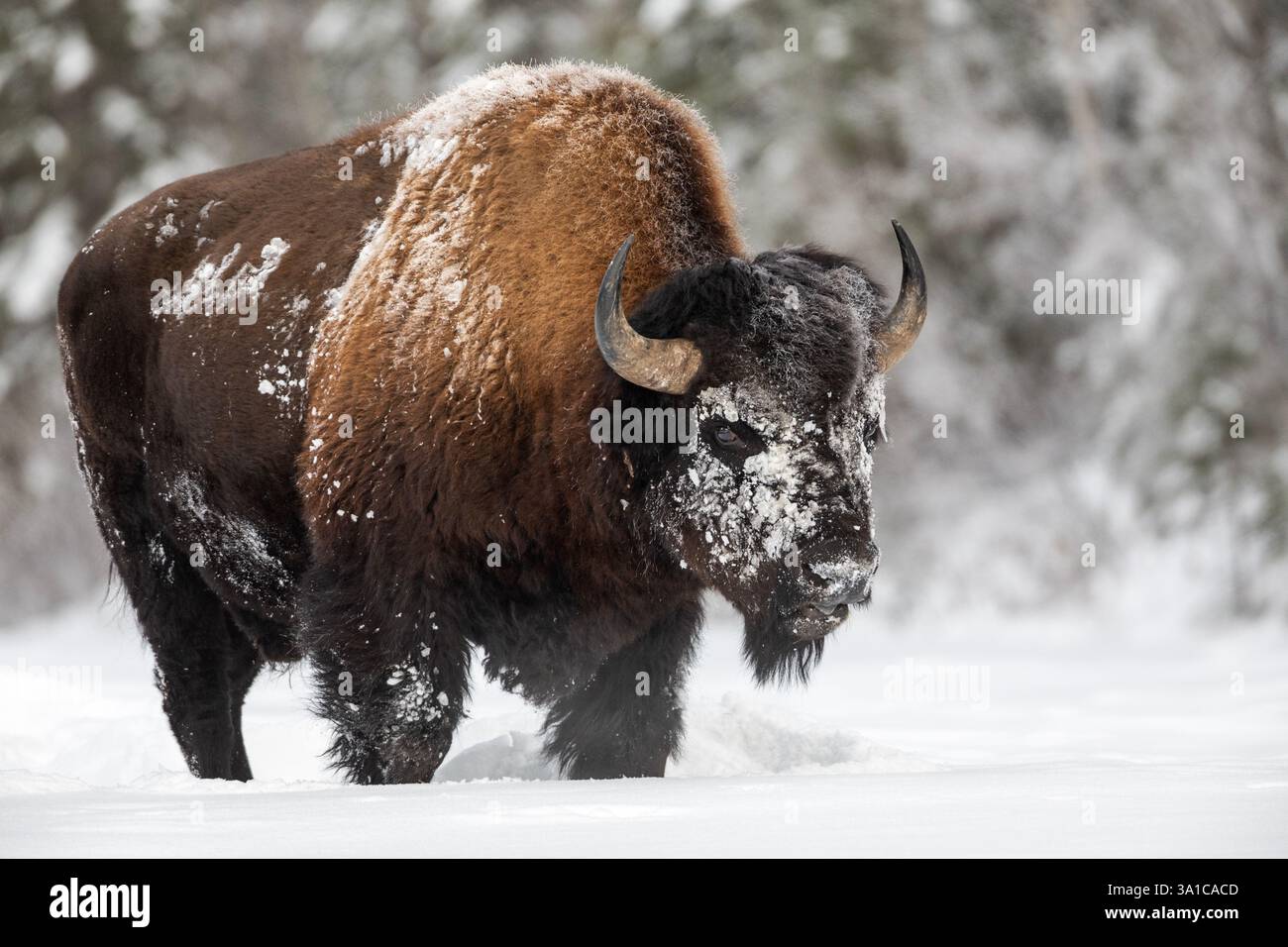 Winter extreme close up bison hi-res stock photography and images - Alamy