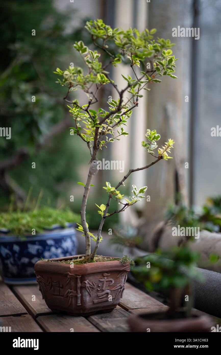 Japanese bonsai tree in clay pot in early spring at home. Soft focus Stock Photo