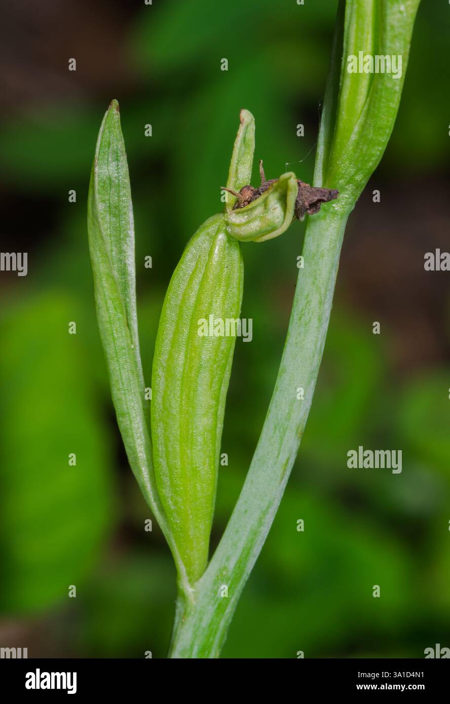 Seed Pod of Fly Orchid (Ophrys insectifera), Orchidaceae. Sussex, UK ...