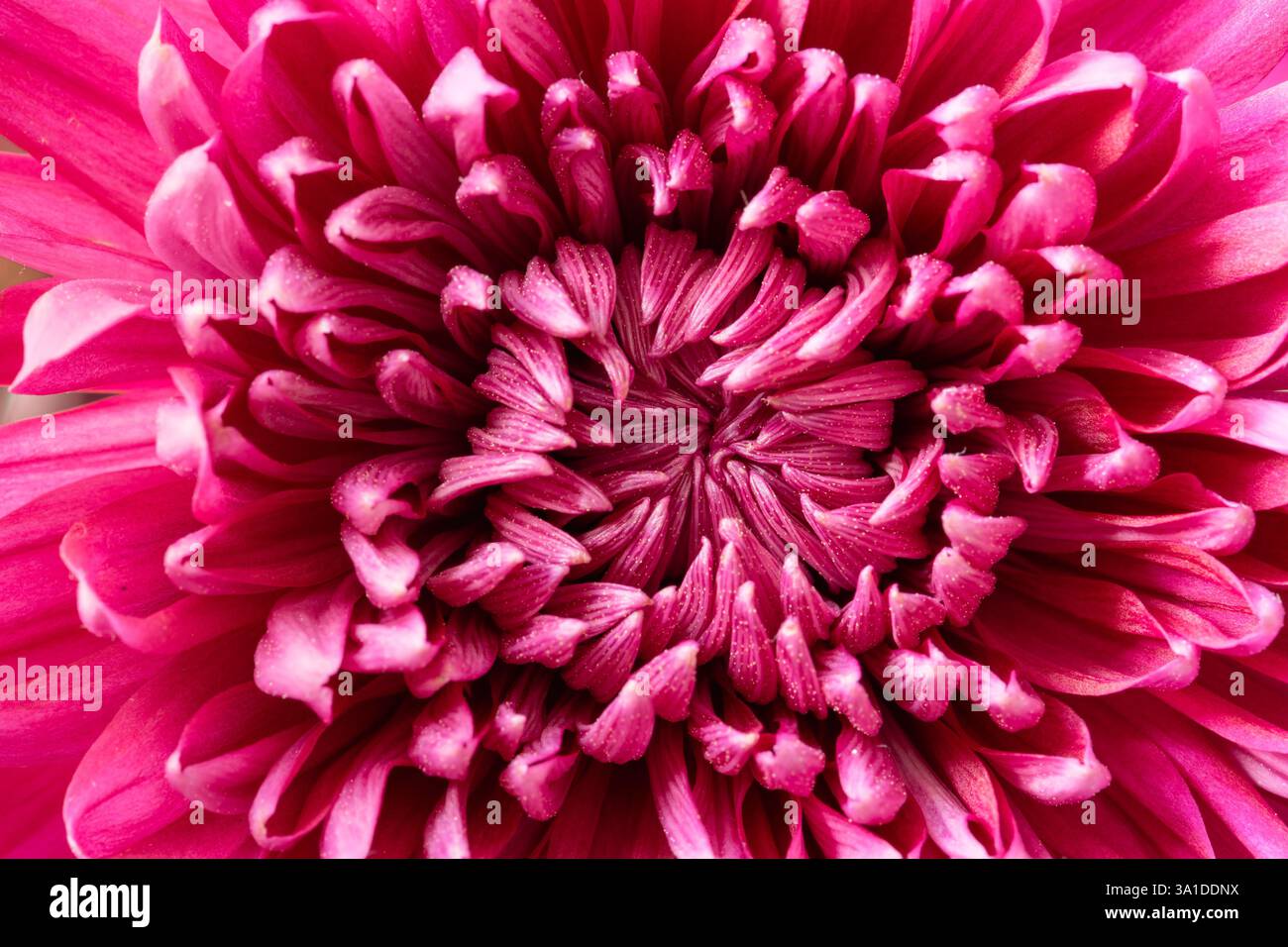 Extreme close up intricate hi-res stock photography and images - Alamy