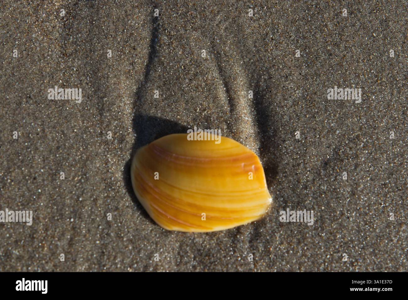Shell on the sand beach near the sea background Ireland Stock Photo - Alamy