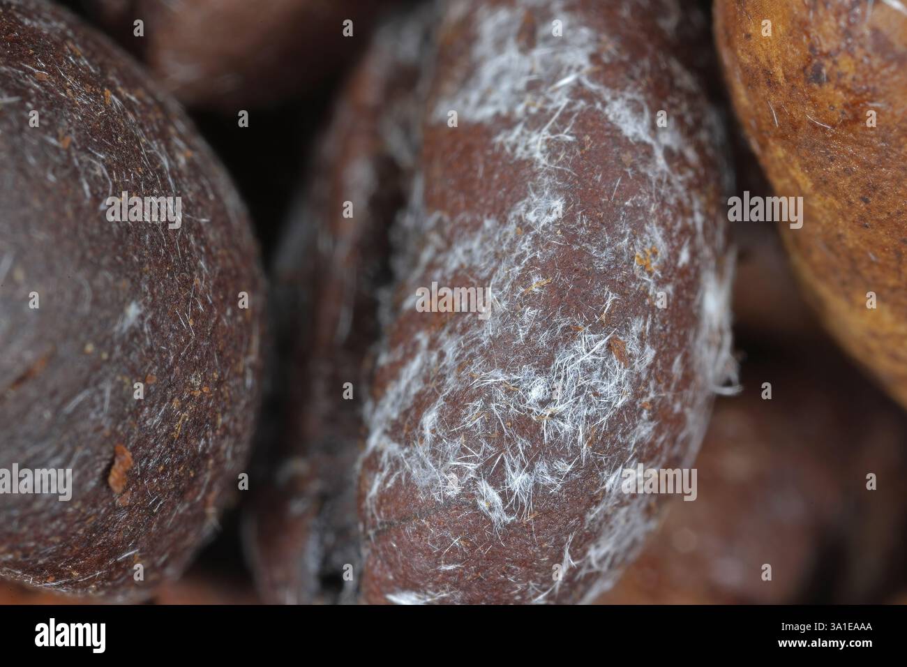 Caffeine crystallization on roasted coffee beans looking like mold. Macro photography. Stock Photo