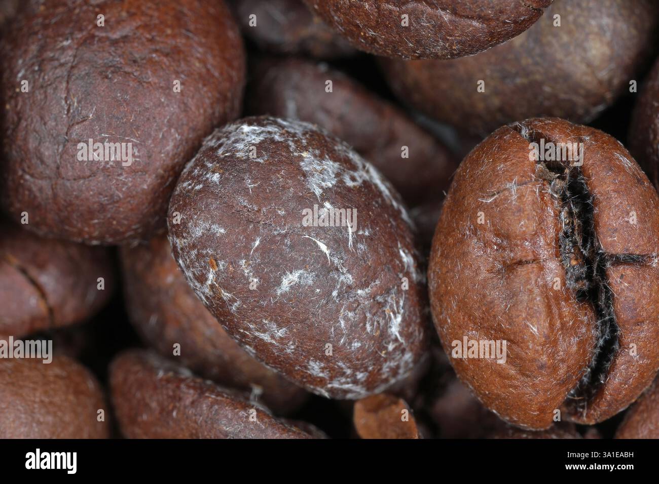 Caffeine crystallization on roasted coffee beans looking like mold. Macro photography. Stock Photo