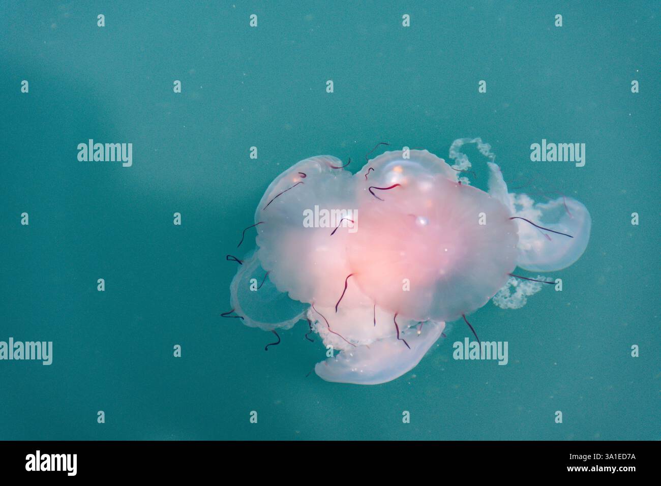 Floating Red-banded Jellyfish (Chrysaora hysoscella) in Walvis Bay, Namibia, Africa Stock Photo