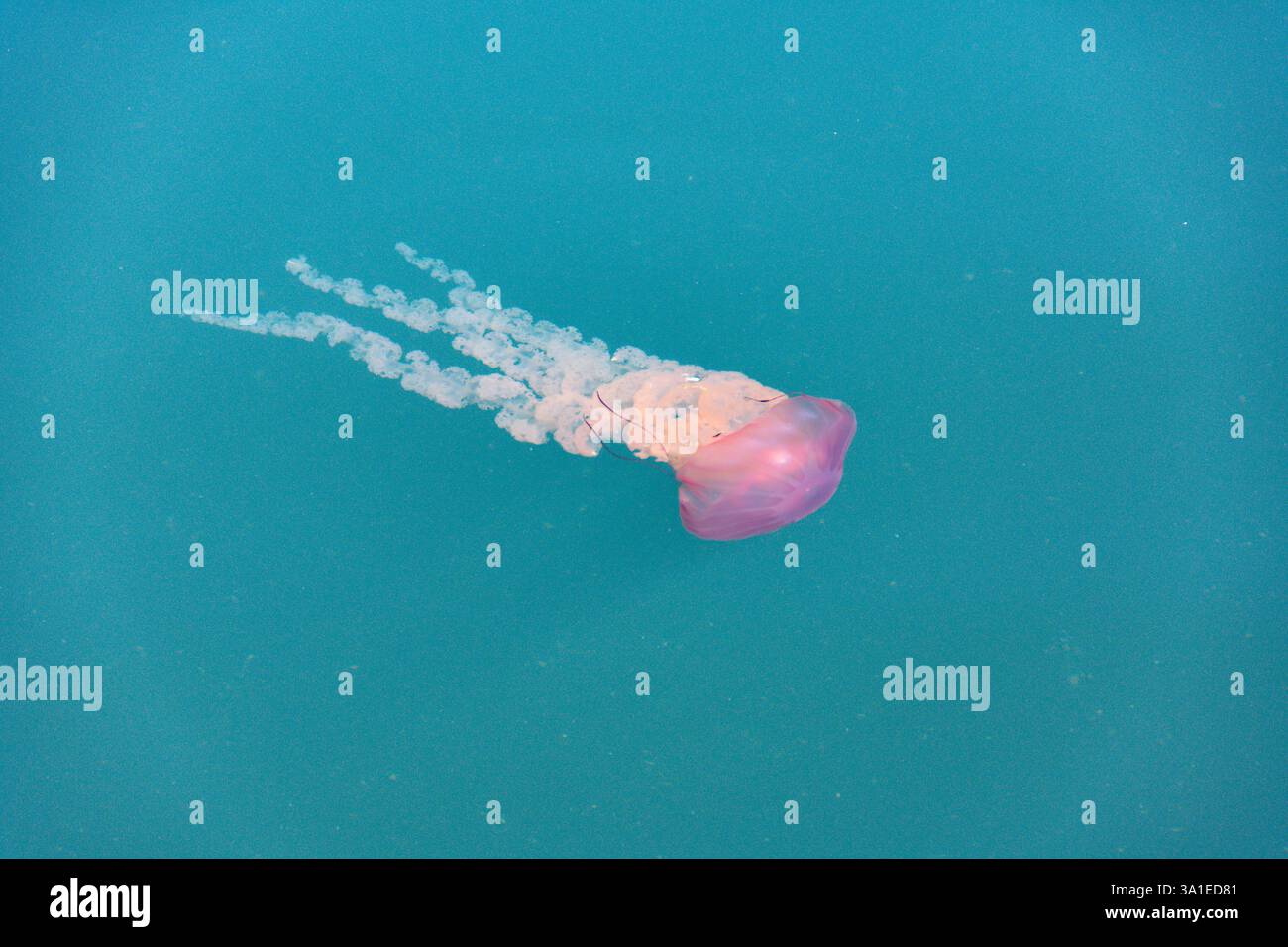Floating Red-banded Jellyfish (Chrysaora hysoscella) in Walvis Bay, Namibia, Africa Stock Photo