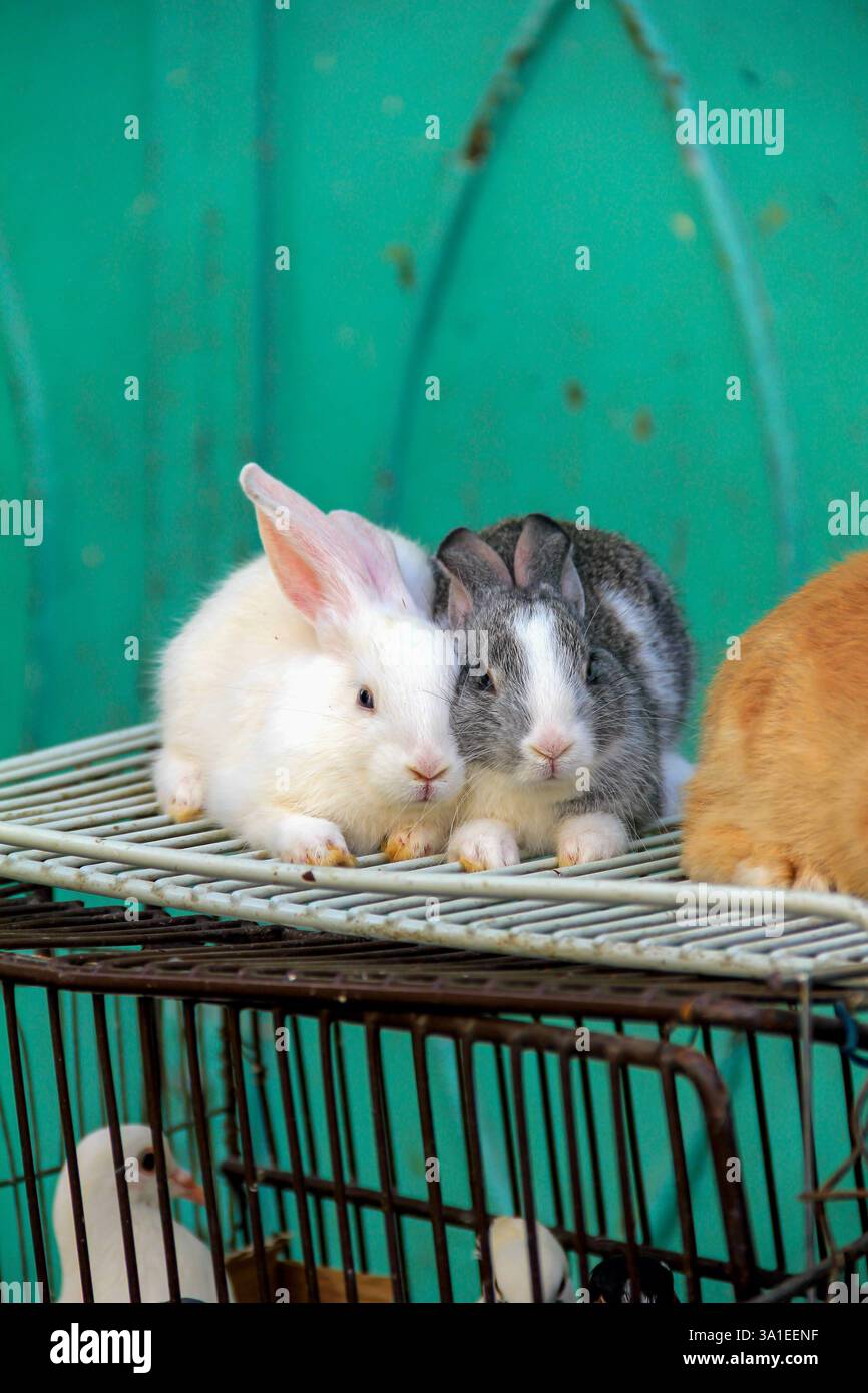 Adorable rabbit cute animal hi-res stock photography and images - Alamy
