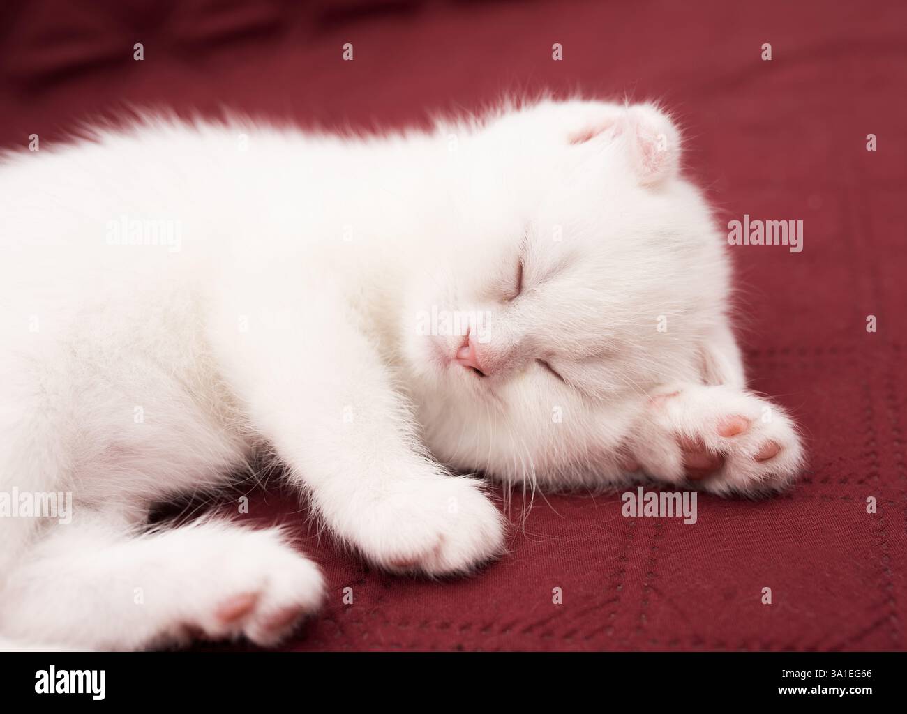 A white cat sleeps on a red blanket. Stock Photo