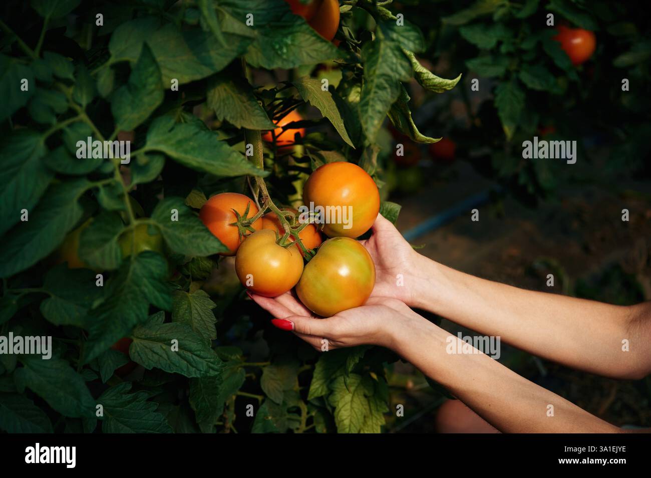 Close up view of women hands that are holding tomatoes Stock Photo - Alamy