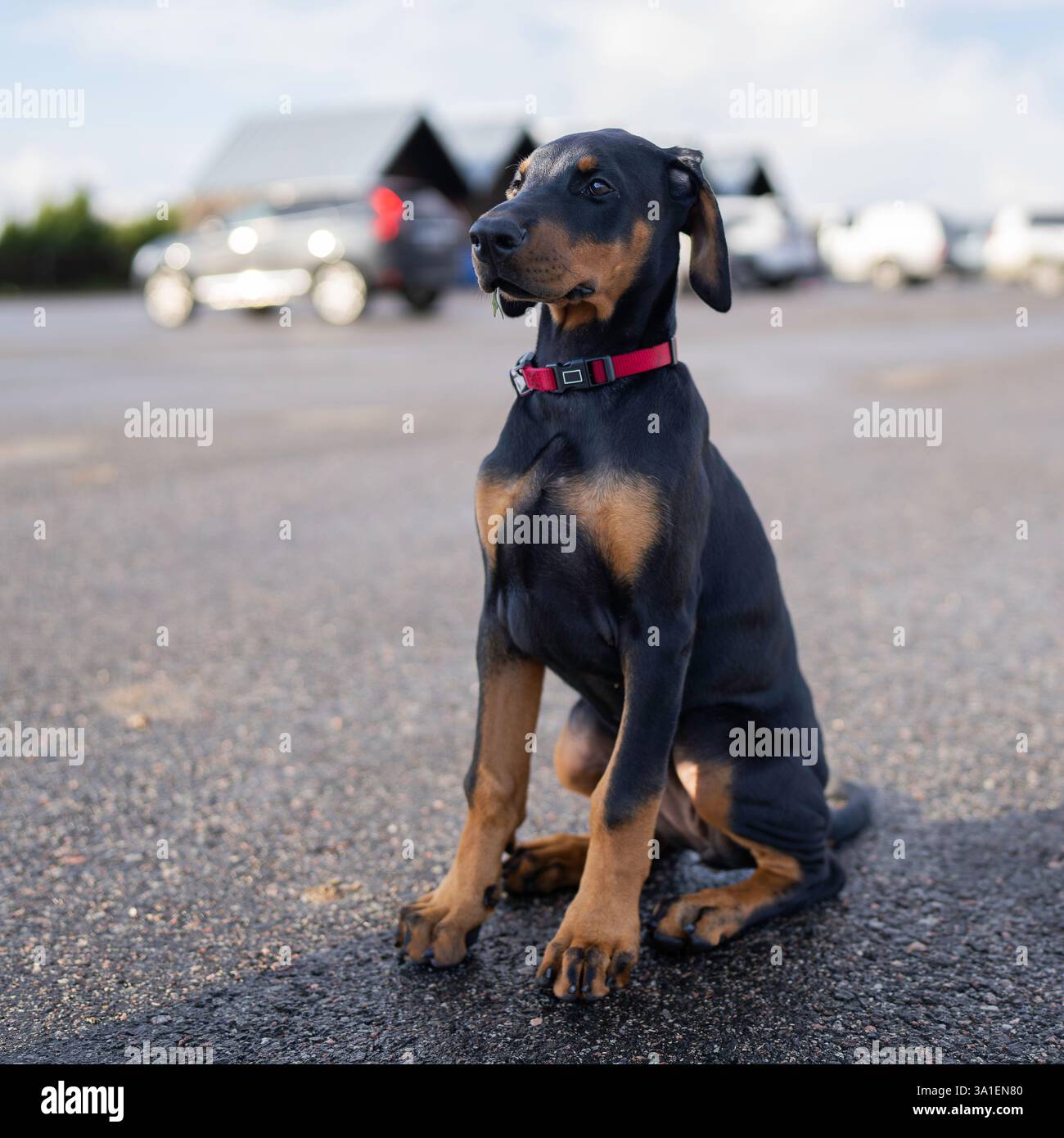 A black and tan Doberman pinscher dog with cropped ears lunges forward on a  green grassy lawn with autumn leaves. on Craiyon, image size:1300x1390