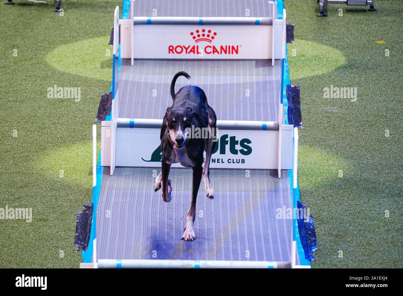 Flyball – YKC Flyball finals followed by Team Flyball Quarter Finals at ...