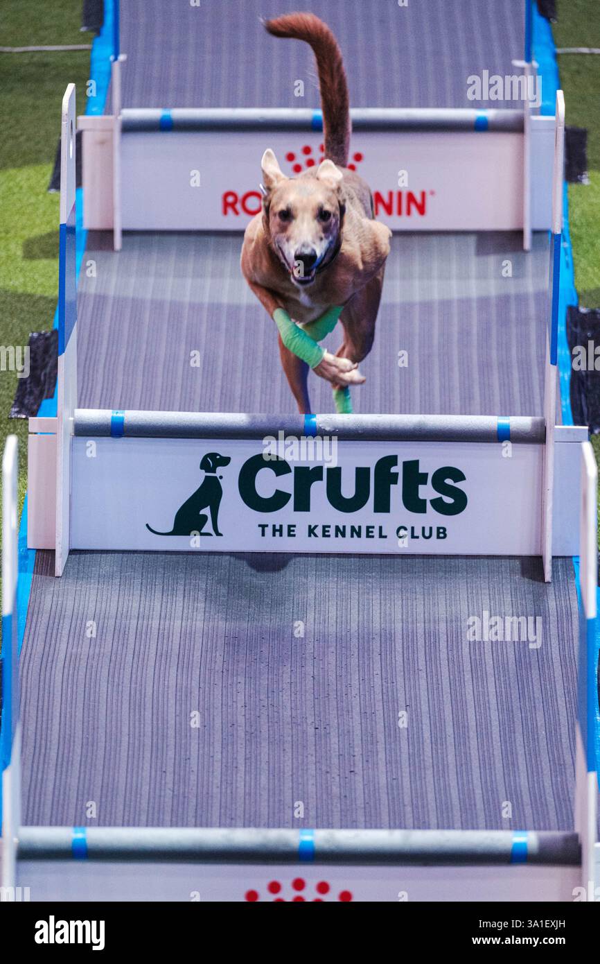 Flyball – YKC Flyball finals followed by Team Flyball Quarter Finals at ...