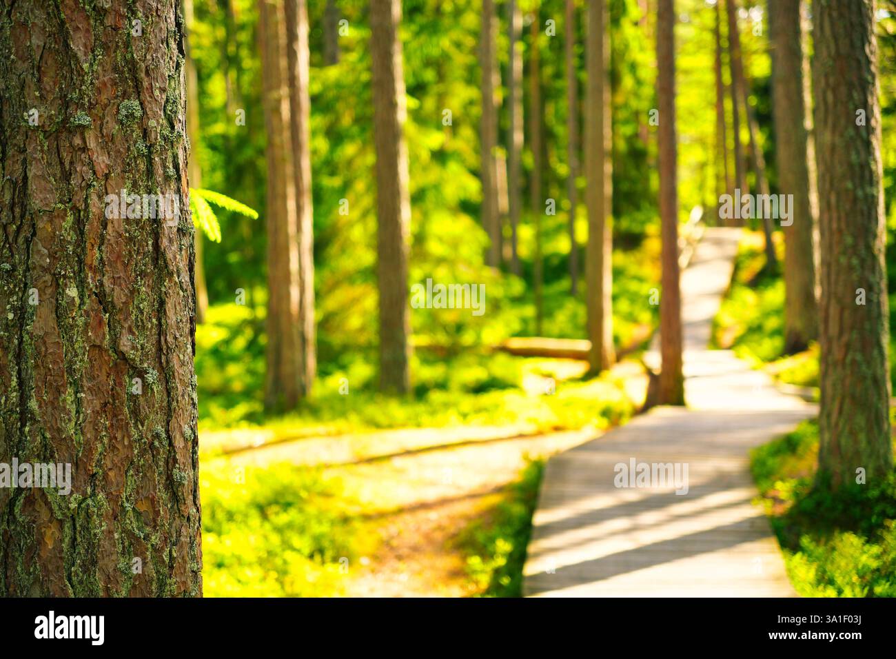 A serene forest scene with tall trees and a winding wooden pathway ...