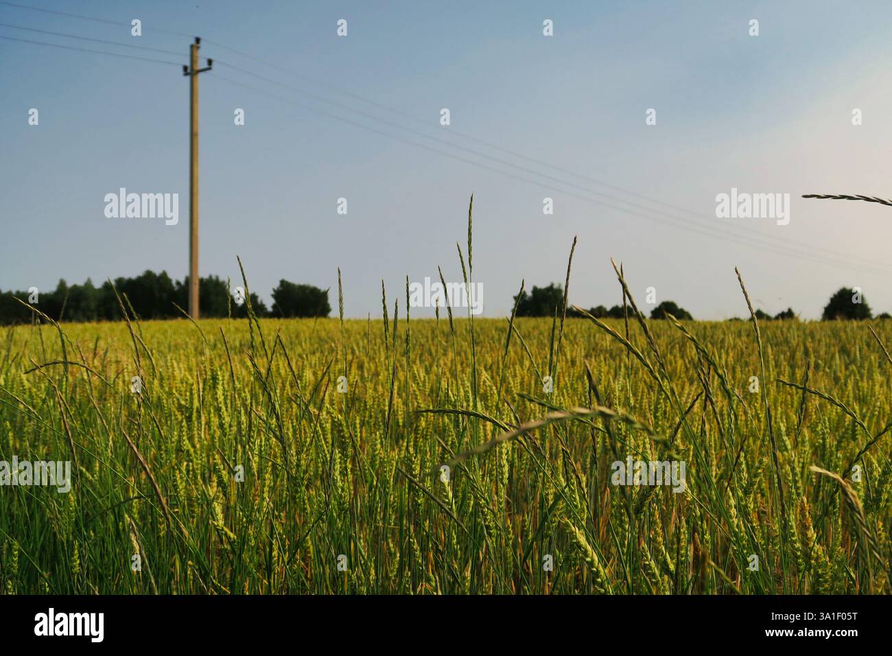 Utility Field Ground Solitary utility pole hi-res stock photography and images - Alamy