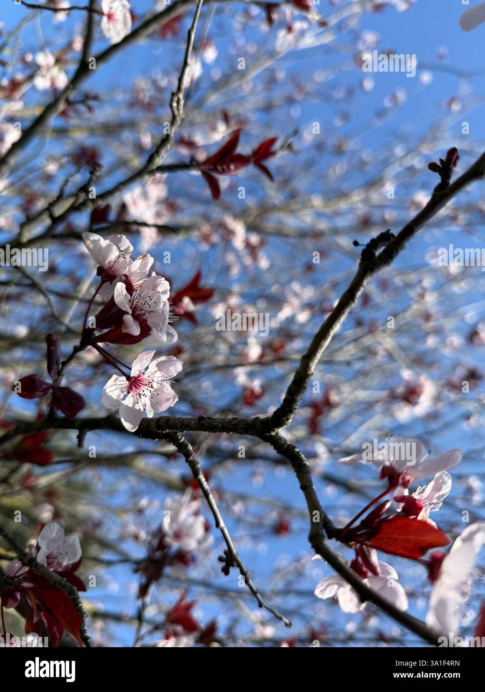 Primavera roma hi-res stock photography and images - Alamy