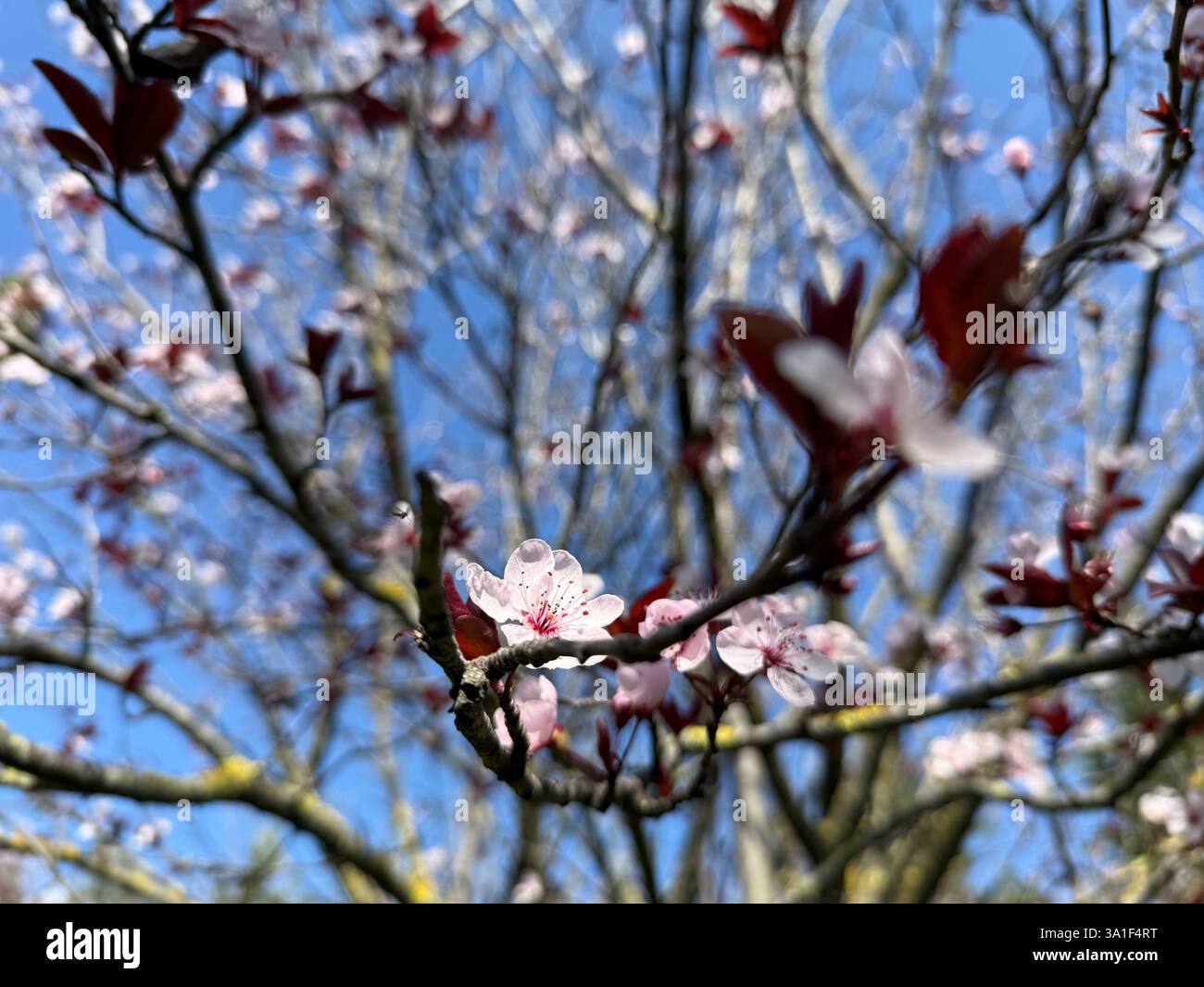 Primavera roma hi-res stock photography and images - Alamy