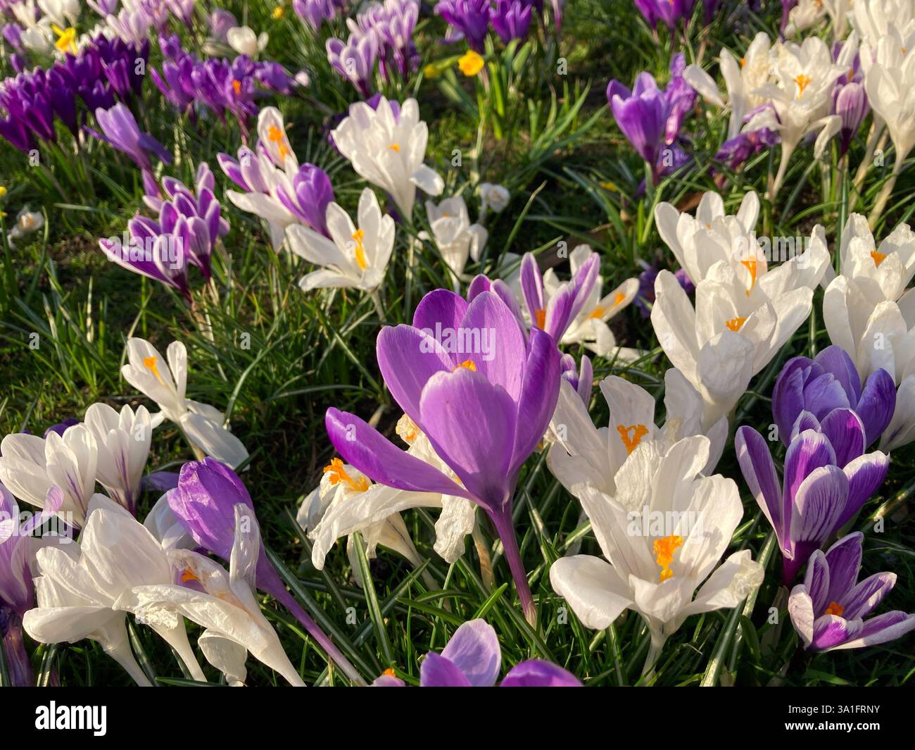 Purple and White Crocus flowers in Springtime bloom - Smartphone Captured Stock Image