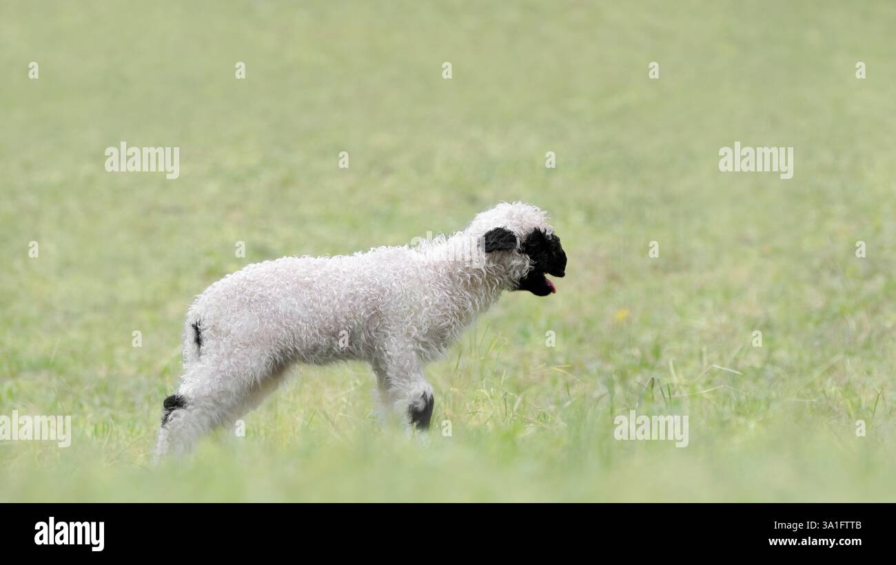 Flock hair hi-res stock photography and images - Alamy, image size:1300x821