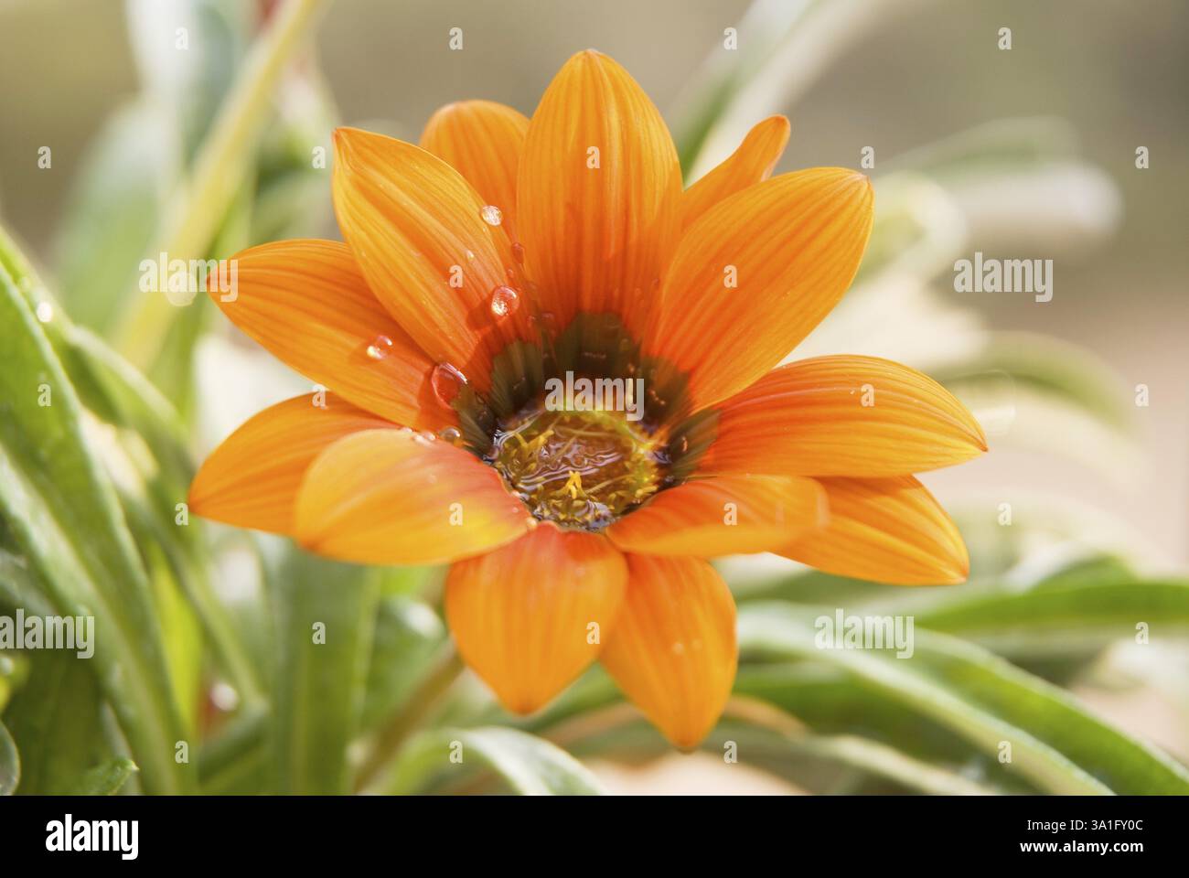 Treasure flower gazania gazania hybrida, Pune, Maharashtra, India, Asia Stock Photo