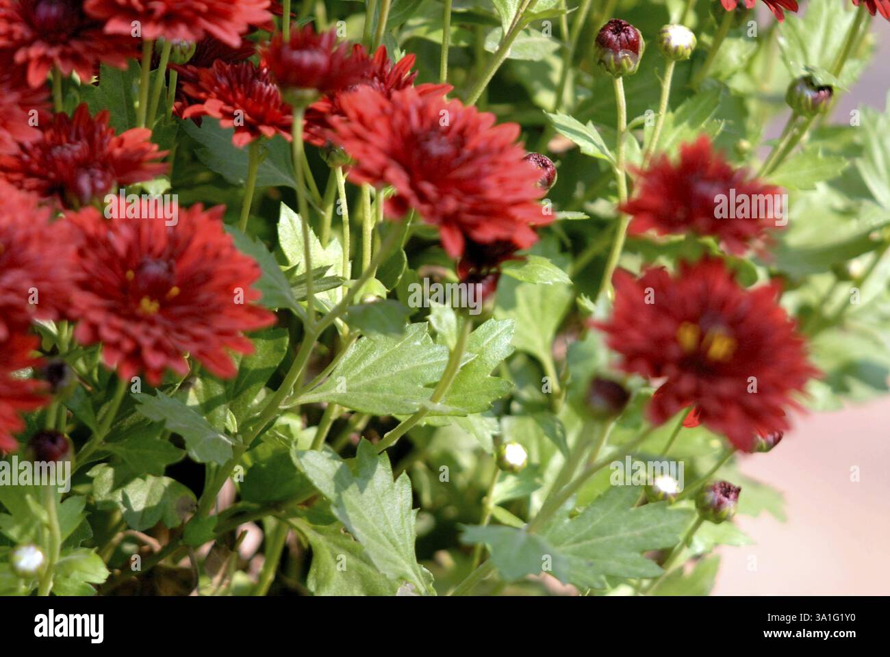 Ruby Mound Chrysanthemum, Kolkata Flower Show, India, Asia Stock Photo