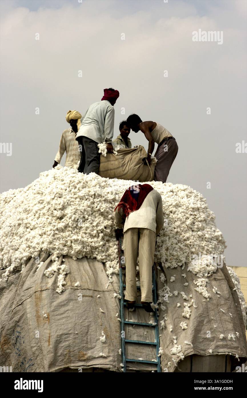 Male labourers loading raw cotton on truck marketing yard, Rajkot ...