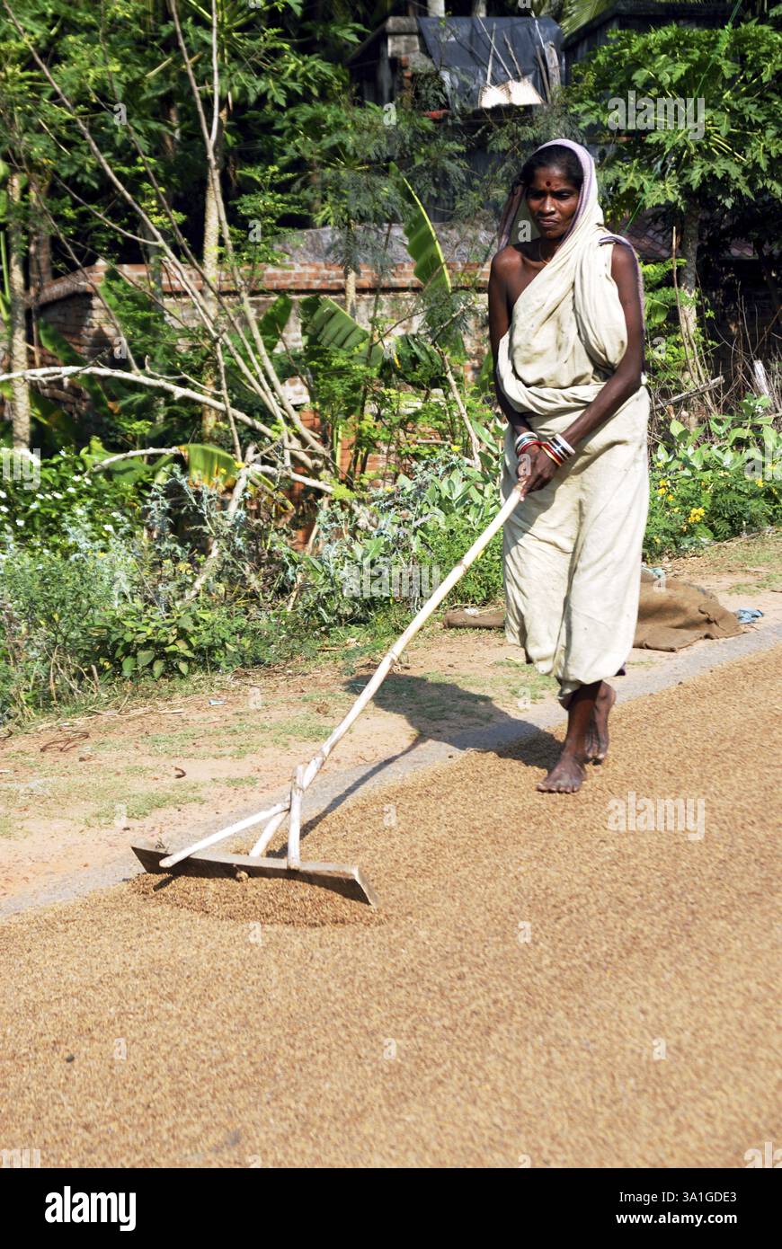 Women drying the rice on land, Bhubaneswar, Orissa, India, NO MR, Asia ...