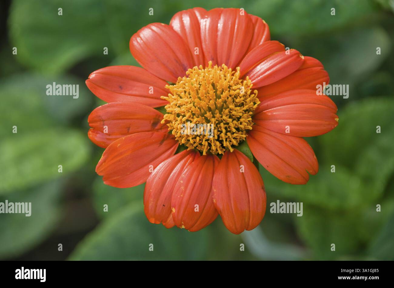 Gerbera daisy flower at Varun farm, Usarli village, Panvel taluka, Maharashtra, India, Asia Stock Photo