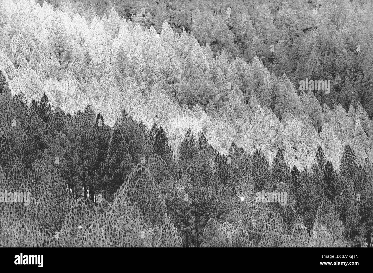 Tree Form Stock Form of trees Stock Photo - Alamy