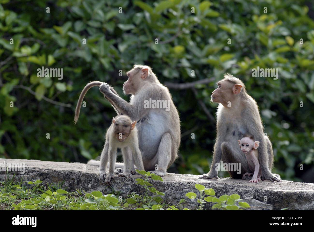 Long tails monkey conservation hi-res stock photography and images - Alamy
