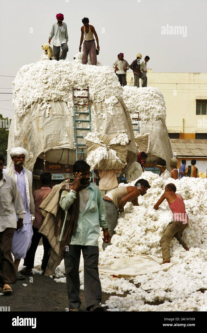 Male labourers loading raw cotton on truck marketing yard, Rajkot ...