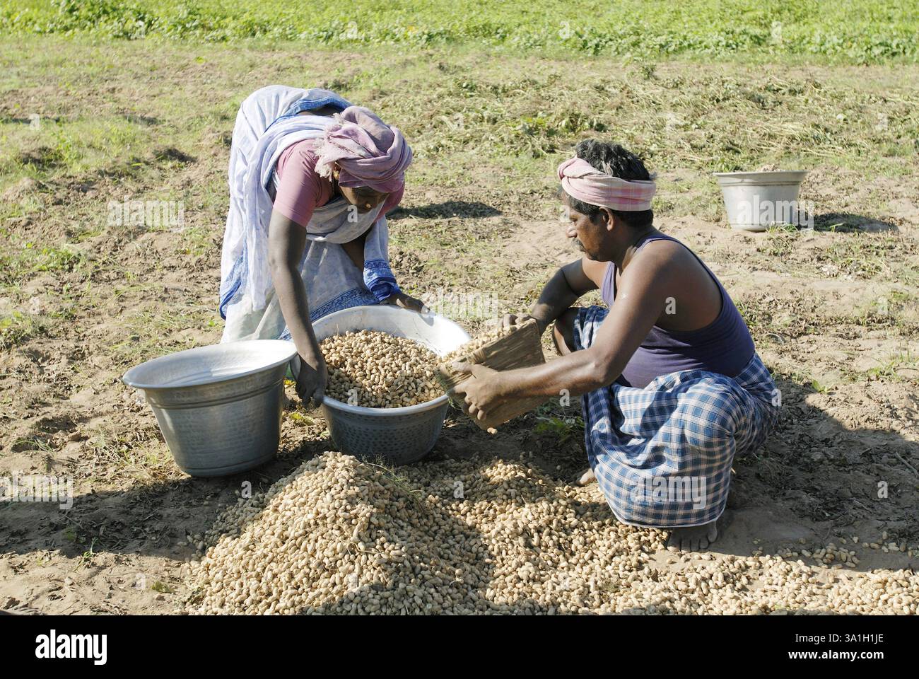 Agriculture labourer tamil nadu india hi-res stock photography and ...