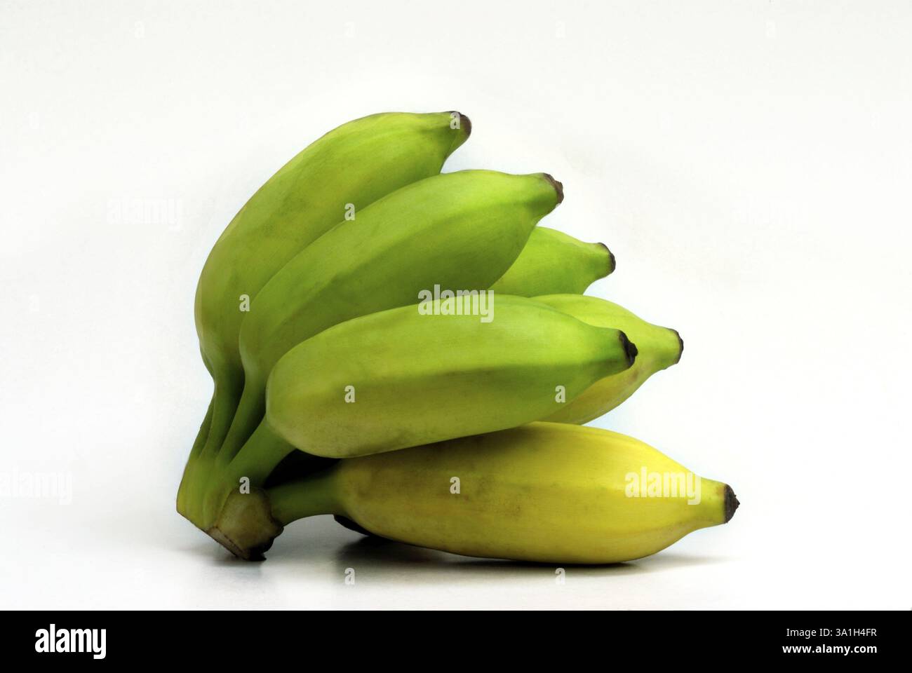 Fruits, bunch ripened and changing color to yellow Musa Paradisiaca on ...
