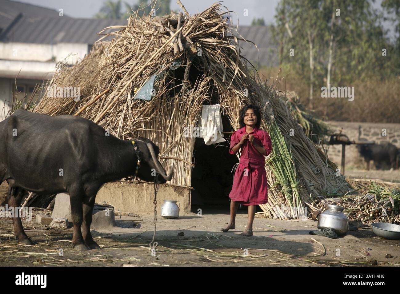 Girl with cow dung hi-res stock photography and images - Alamy