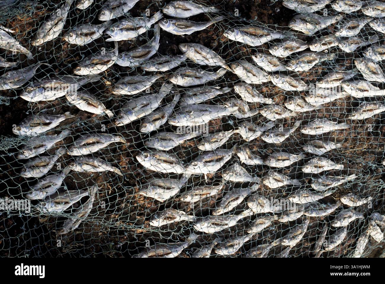 Fish clean from inside and kept for drying below net in sunlight at Devgad beach, Konkan coast, District Sindhudurg, Maharashtra, India, Asia Stock Photo