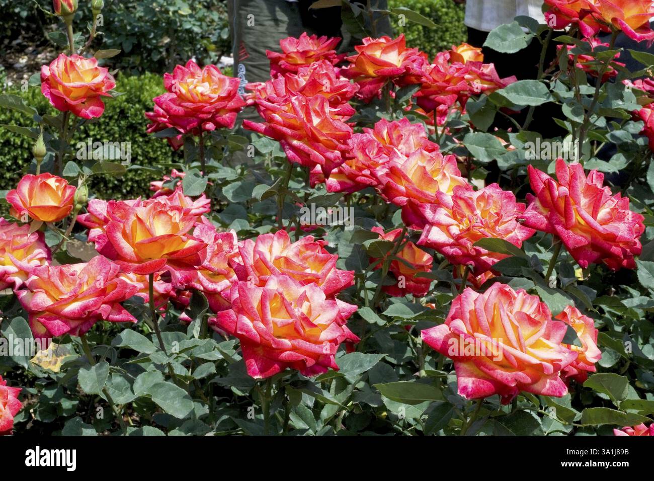 Flowers of tamil nadu hi-res stock photography and images - Alamy