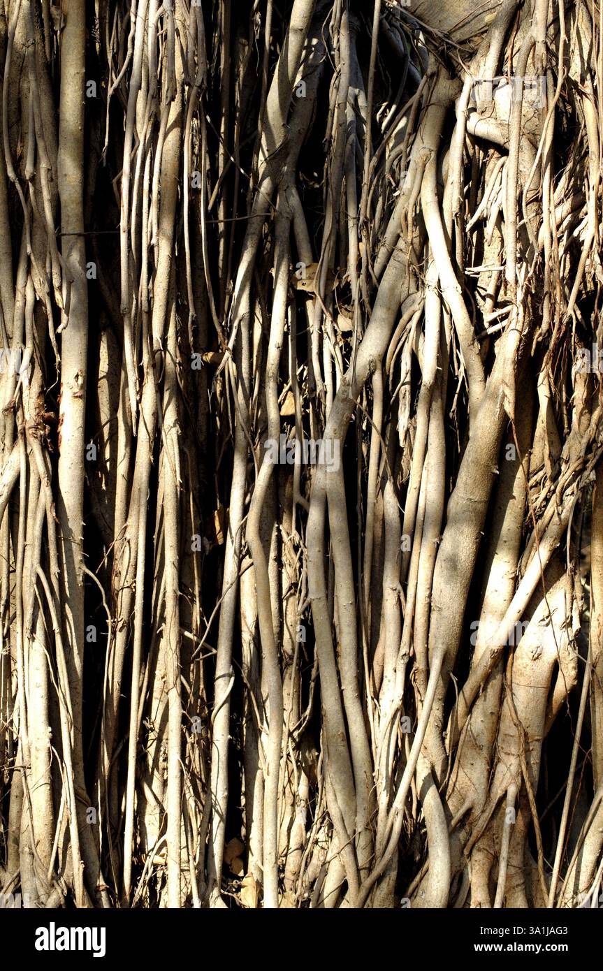 Roots of peepal tree, India, Asia Stock Photo - Alamy