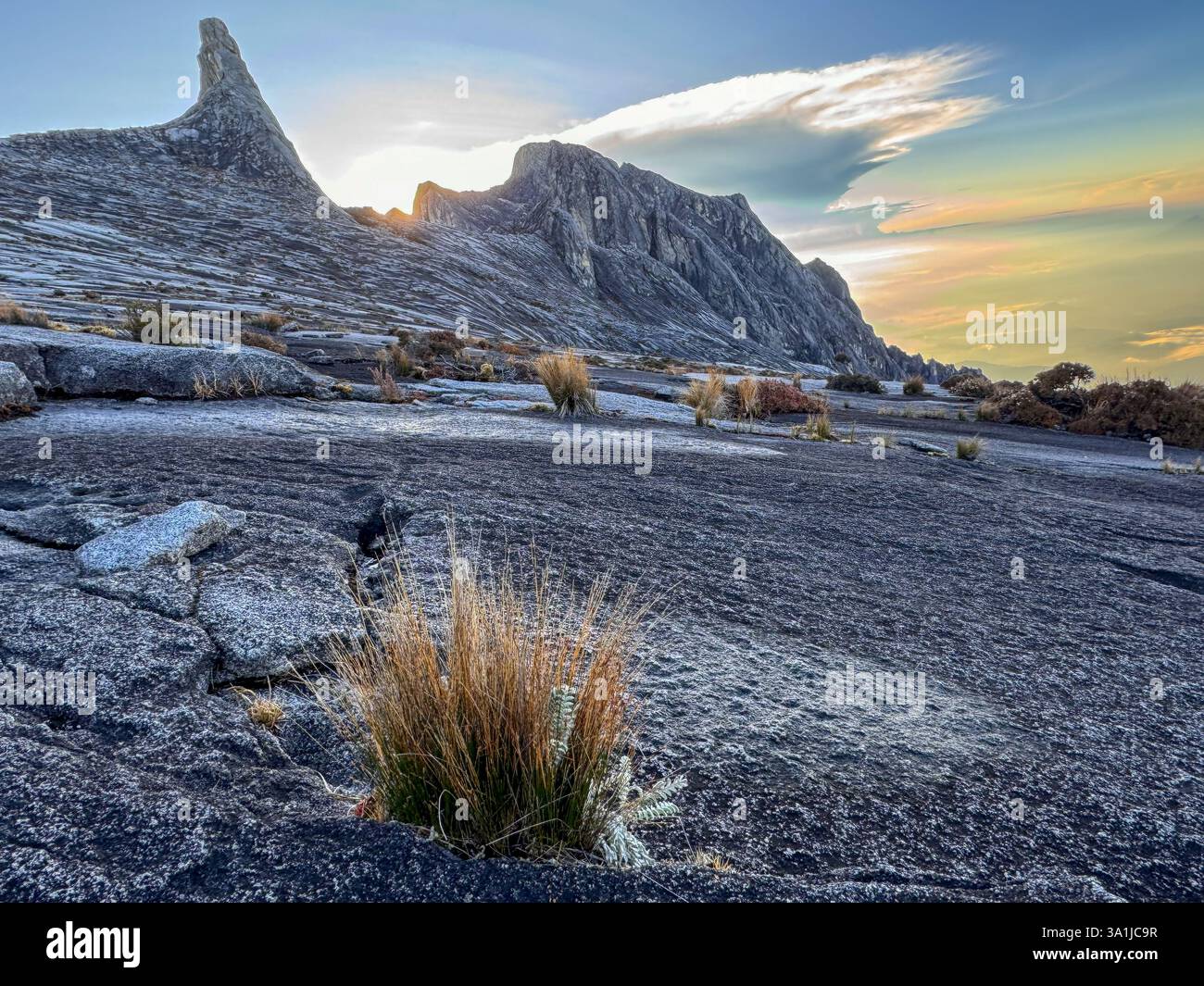 Vegetation near the summit of Mount Kinabalu in Borneo - Smartphone Captured Stock Image