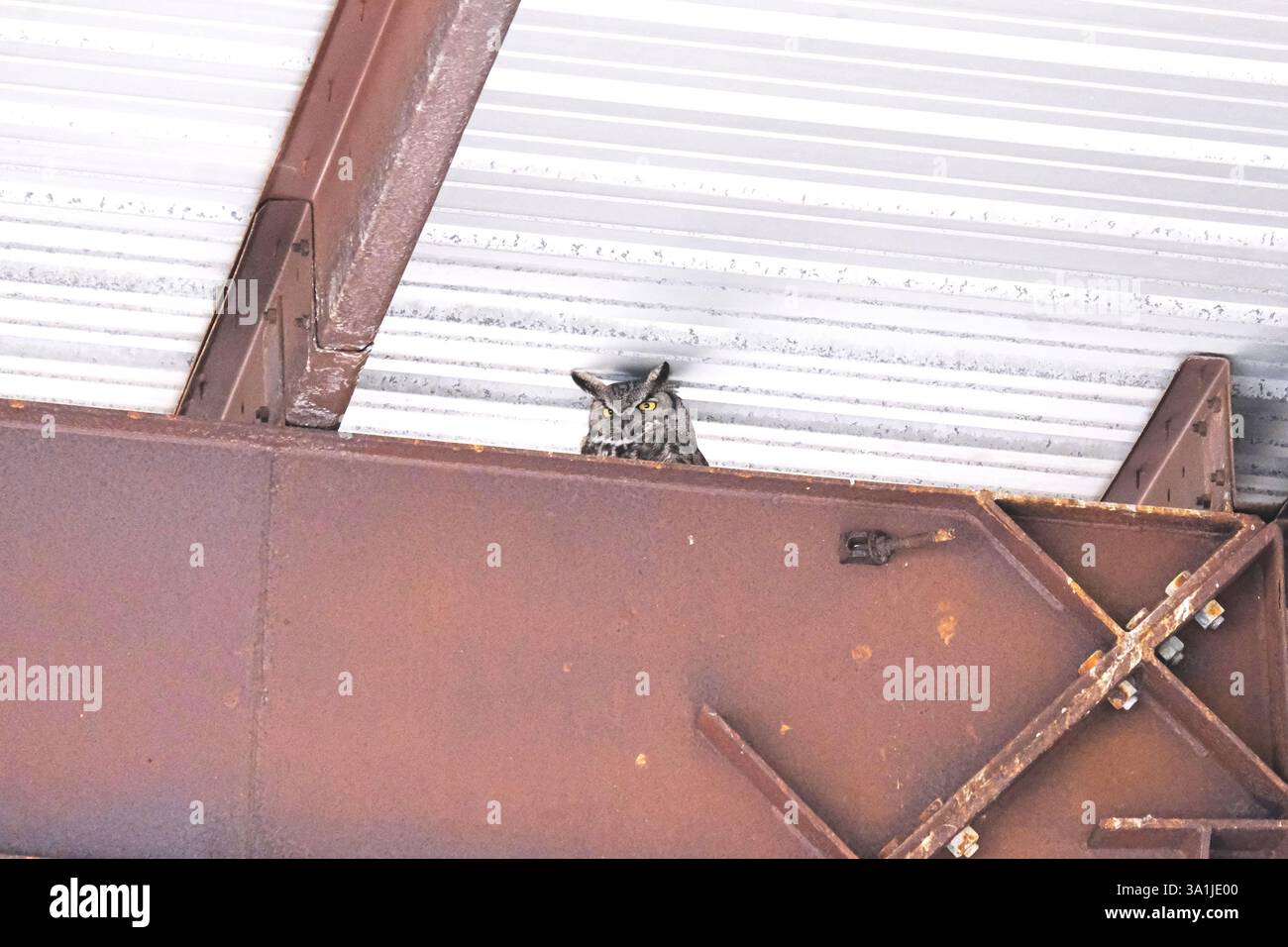Urban Sentinel: A Great Horned Owl's Watchful Gaze Amidst Steel and Shadow Stock Photo