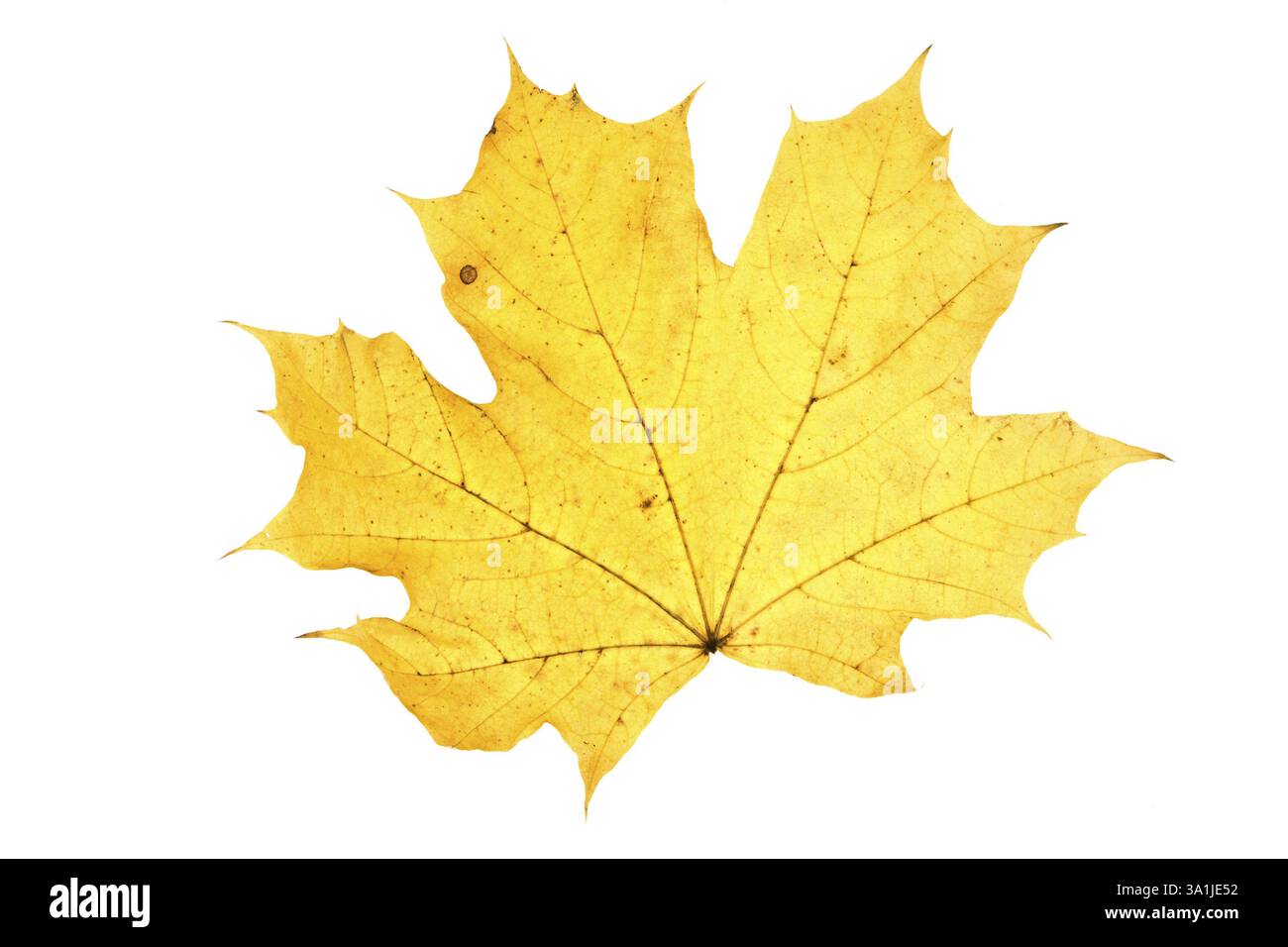 Leaf on wihite Stock Photo