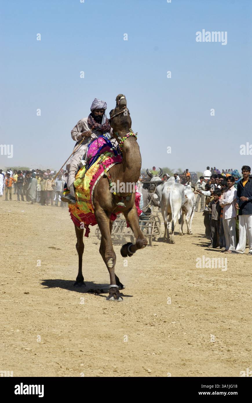 Camel ride, Shivratri fair, Kutch, Gujarat, India, Asia Stock Photo - Alamy