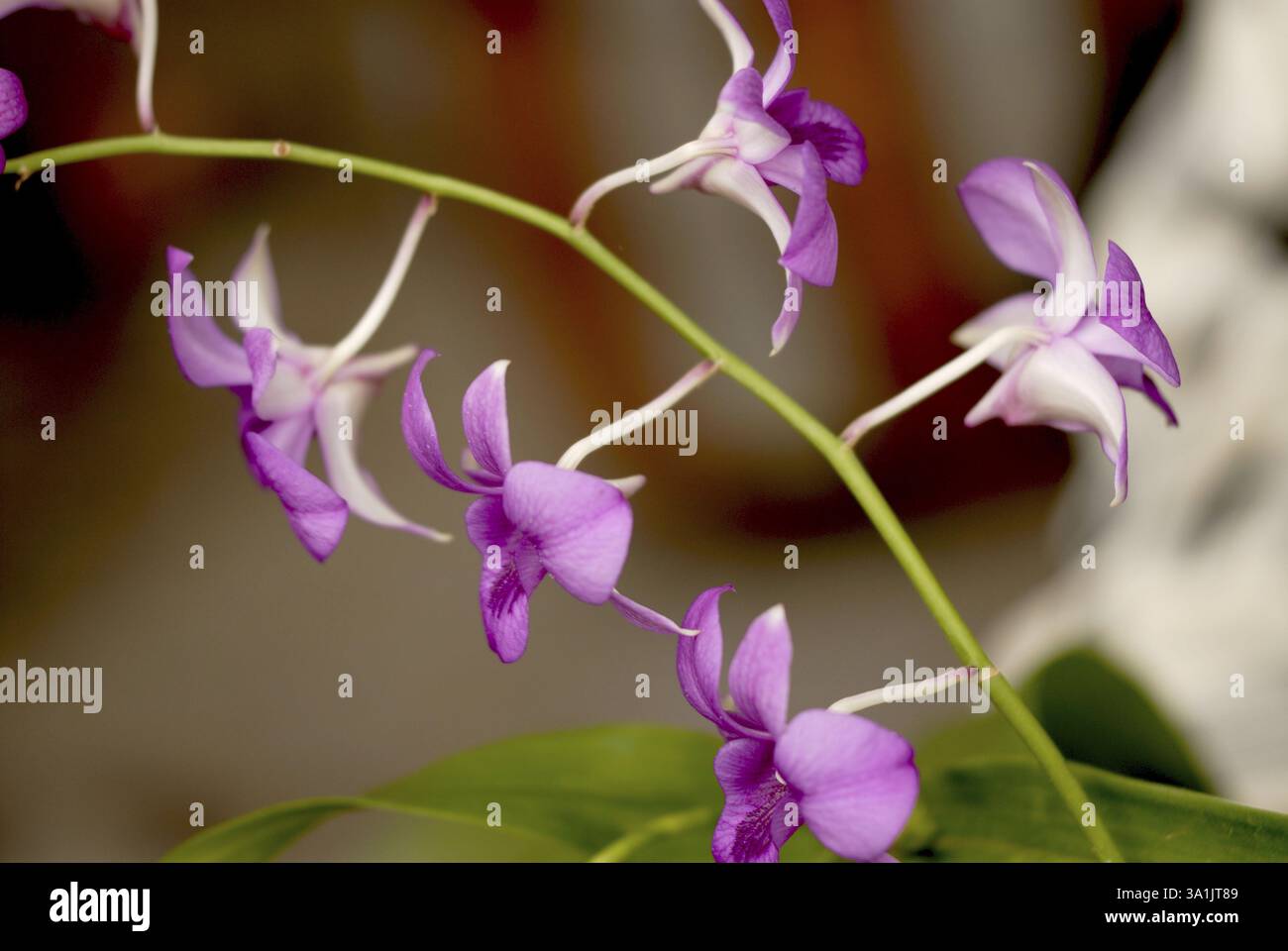 Genus orchid species hi-res stock photography and images - Alamy