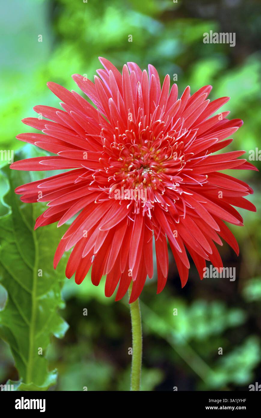 Gerbera Gerbera Jamesonii, Trivandrum, Kerala, India, Asia Stock Photo