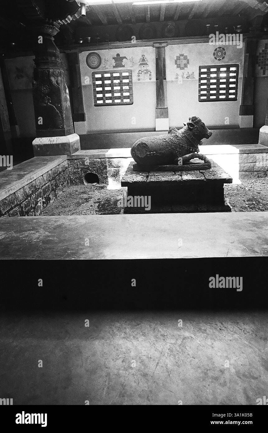 Nandi sacred bull in courtyard of jangama mutt in heritage village at Manipal in Karnataka's Dakshina, Kannada district, India, Asia Stock Photo
