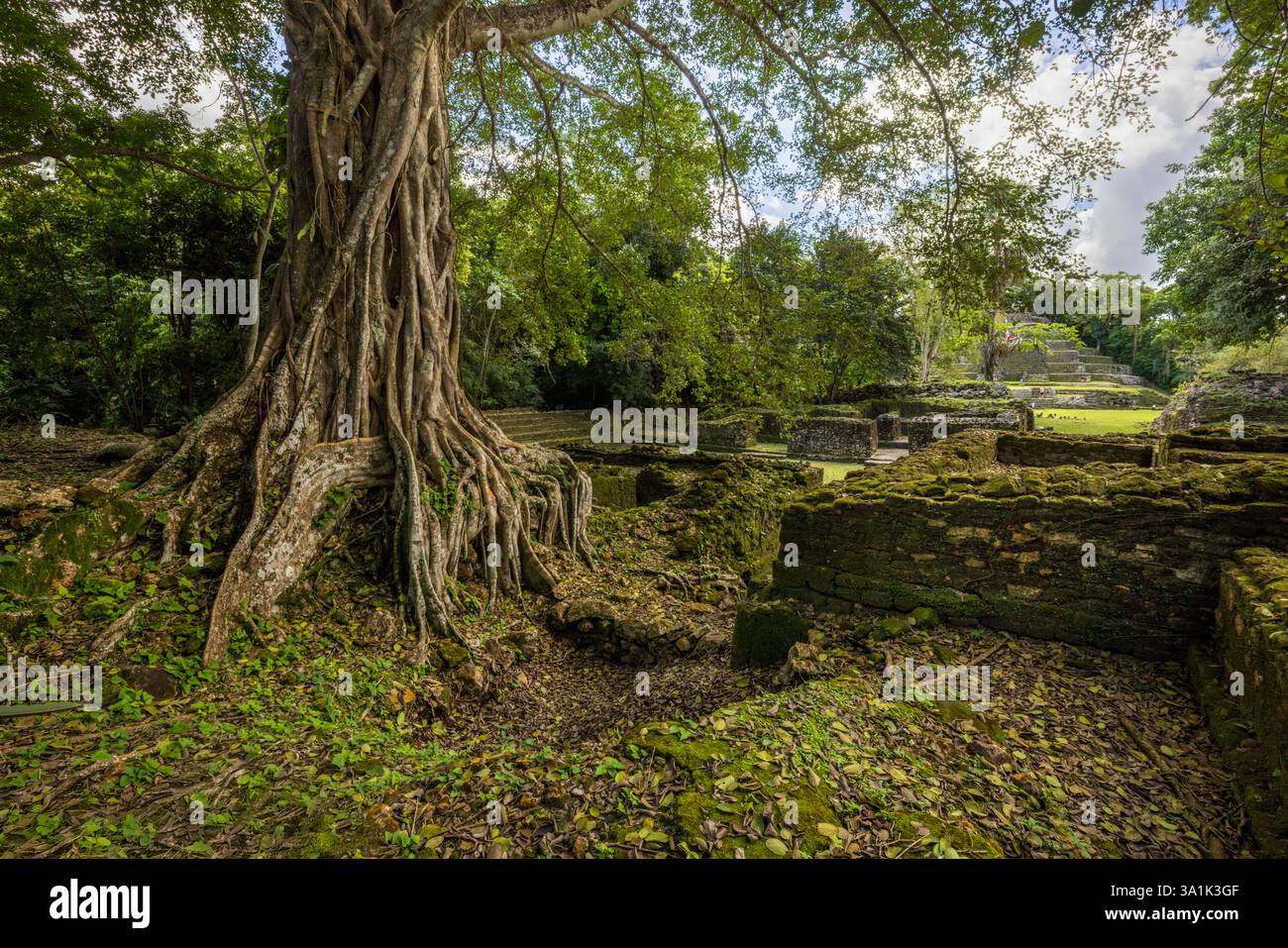 Mayan jungle hi-res stock photography and images - Alamy