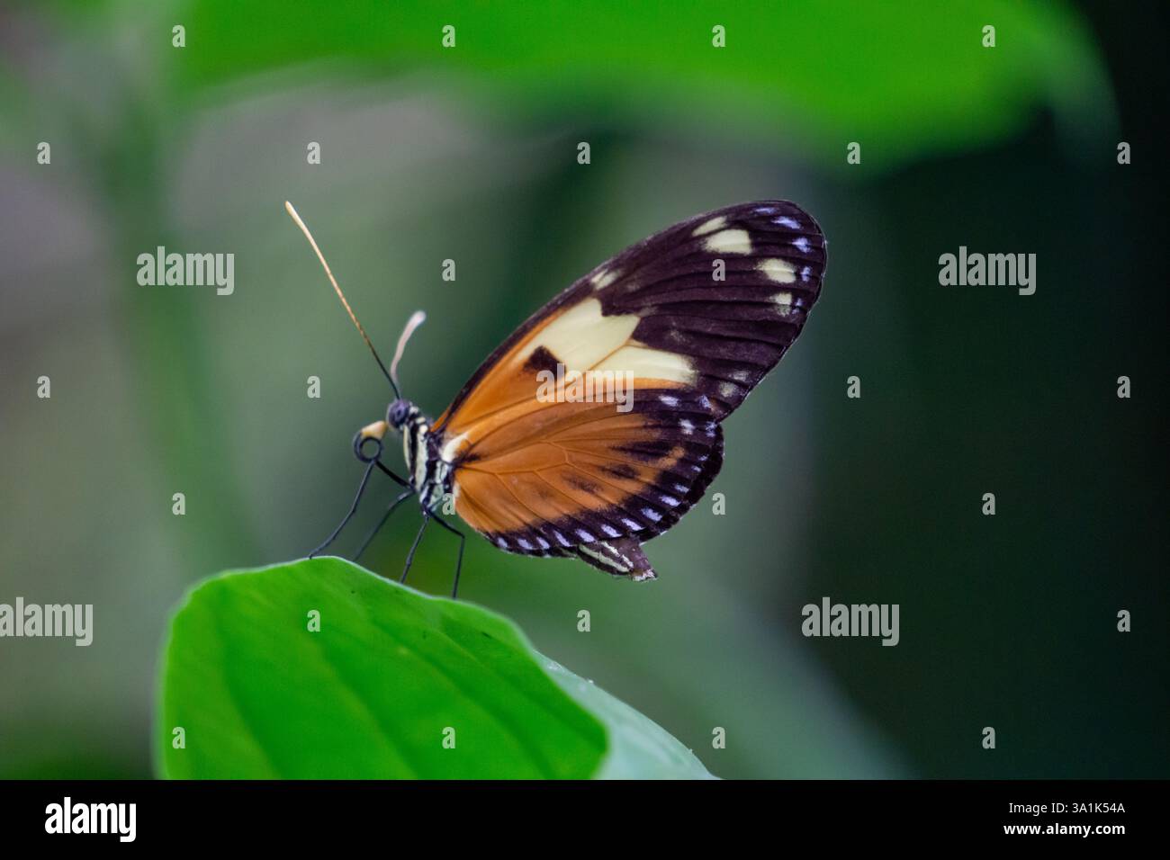 Closeup of Heliconius Ismenius Butterfly on a Green Leaf in a Vibrant Tropical Habitat Stock Photo