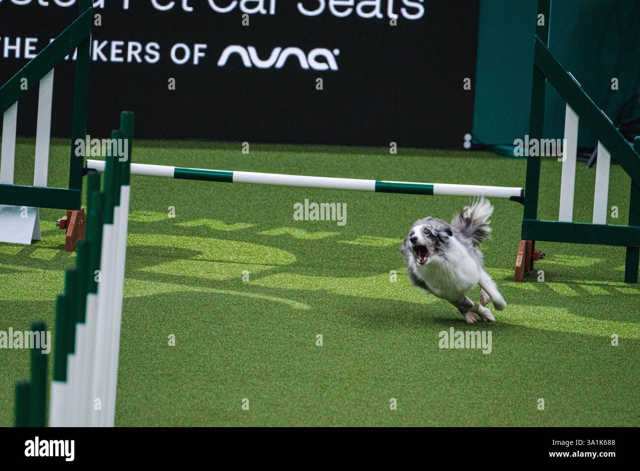 Crufts 2025 Agility Championships Small/Medium (Jumping National Agility Championship 2025 Dates