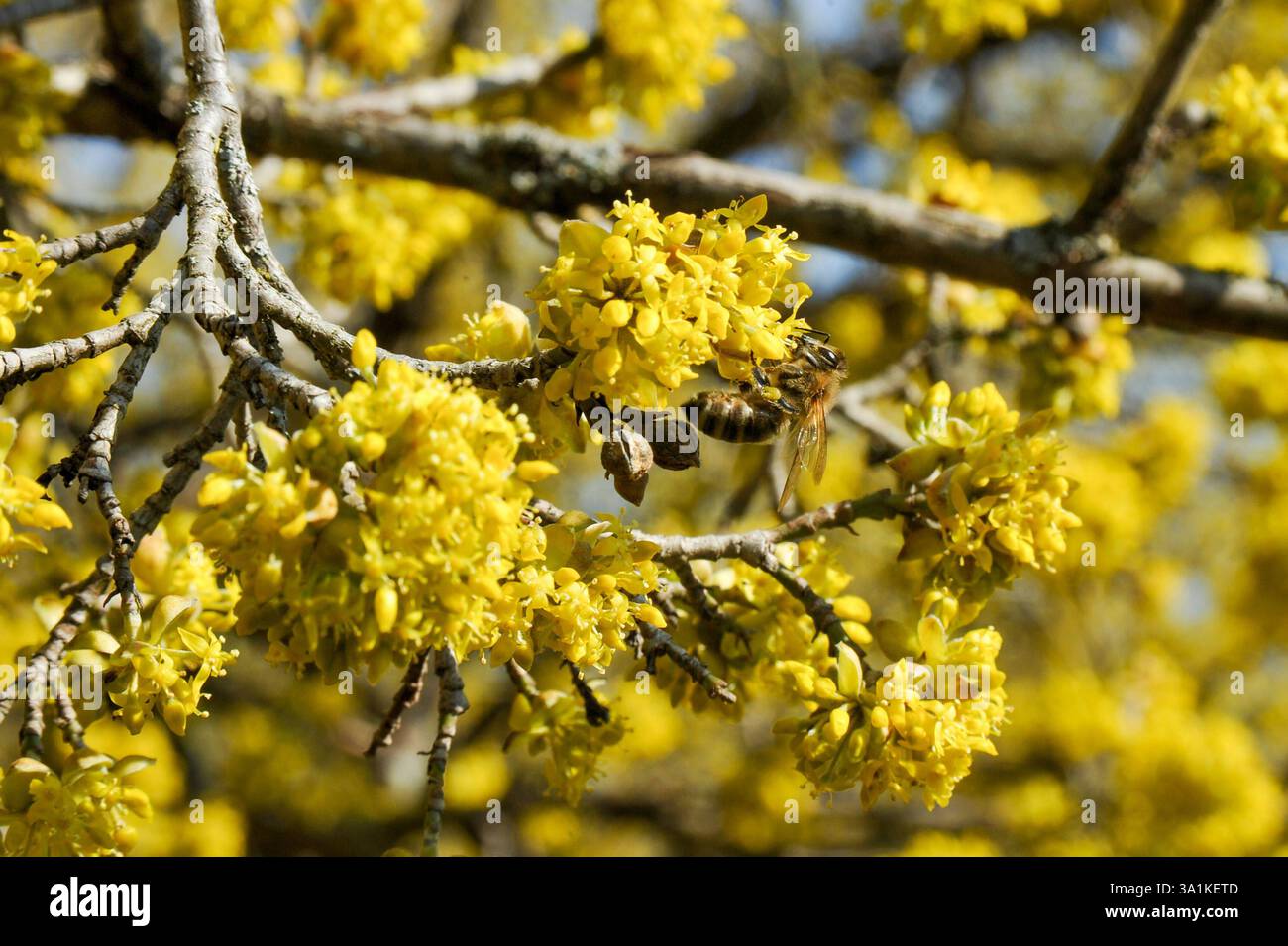 Frühling, Blumen, Frühlingsboten 09.03.2025, Linz, AUT, Fruehling ...